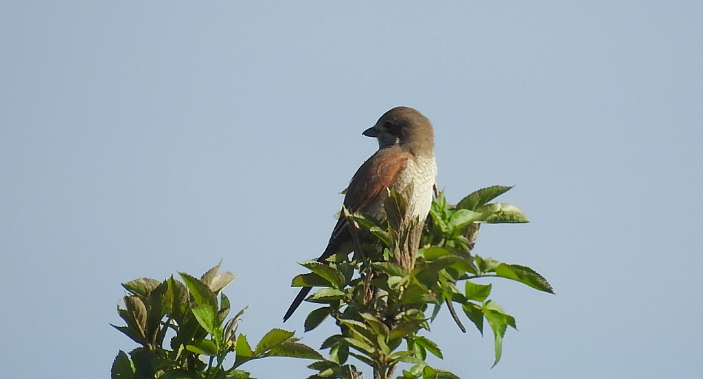 Gąsiorek, dzierzba gąsiorek (Lanius collurio)