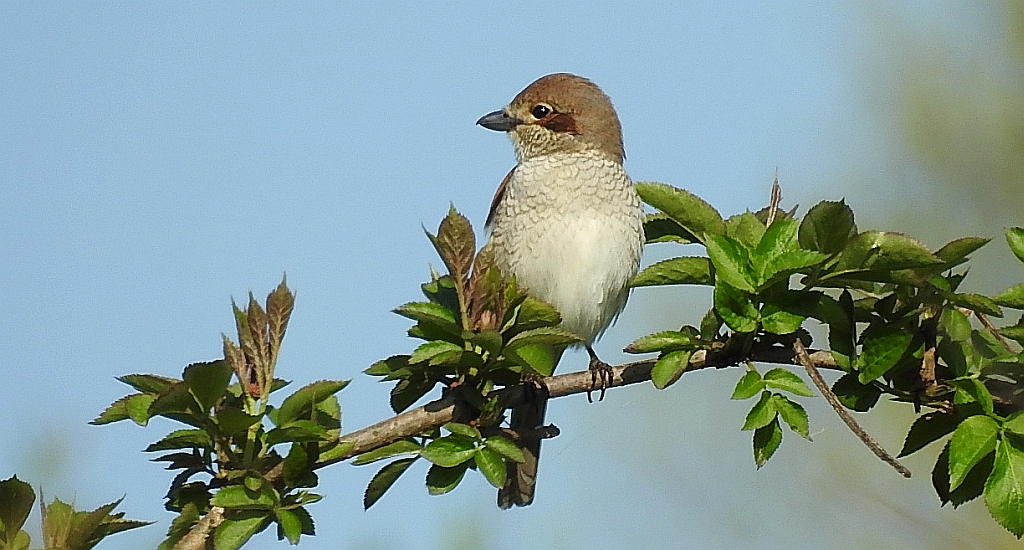 Gąsiorek, dzierzba gąsiorek (Lanius collurio)