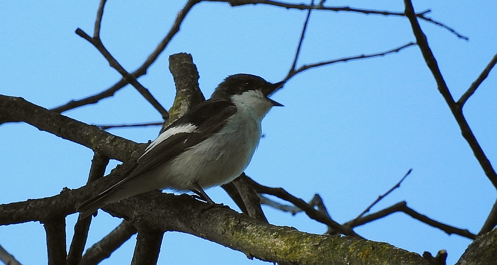 Muchołówka żałobna (Ficedula hypoleuca)