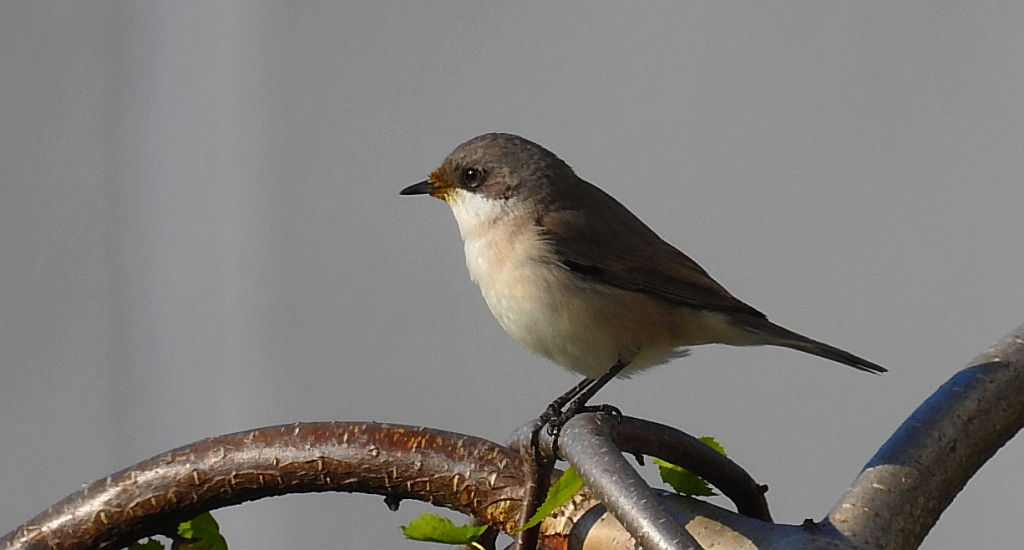 Muchołówka mała (Ficedula parva)