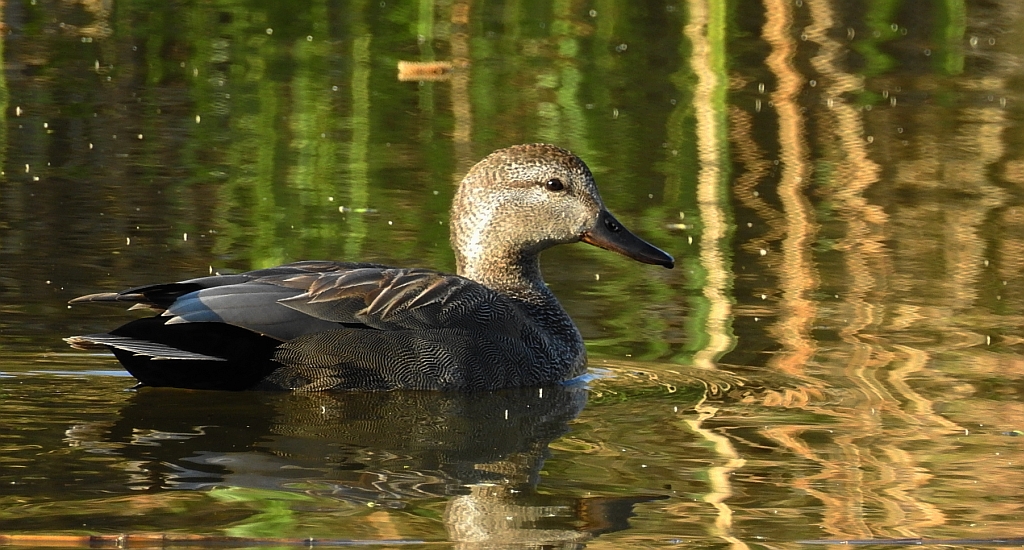 Krakwa, kaczka krakwa (Mareca strepera)
