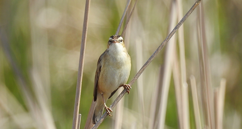 Rokitniczka (Acrocephalus schoenobaenus)