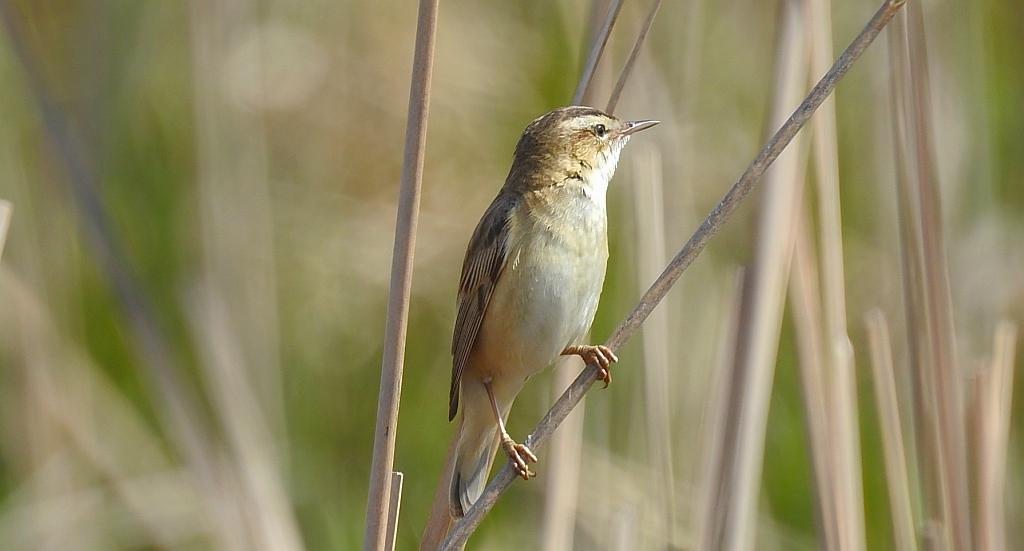 Rokitniczka (Acrocephalus schoenobaenus)