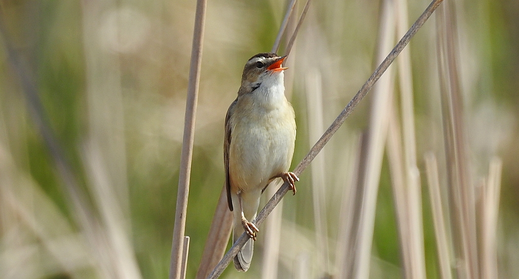 Rokitniczka (Acrocephalus schoenobaenus)
