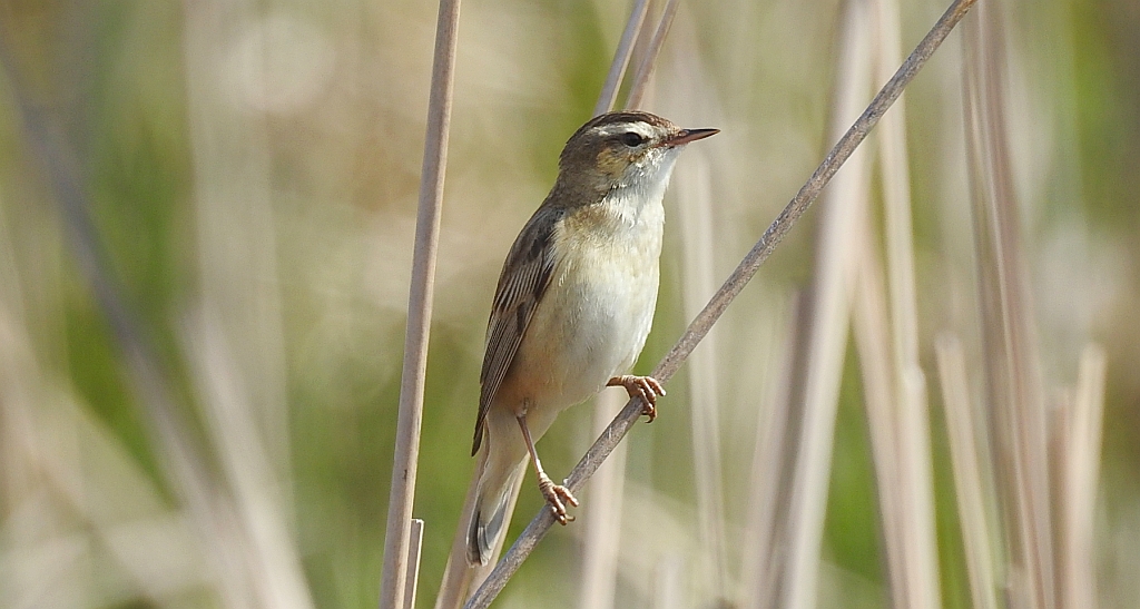 Rokitniczka (Acrocephalus schoenobaenus)