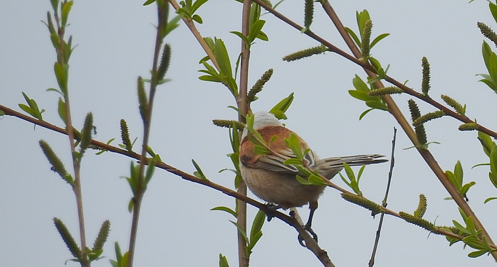 Remiz zwyczajny (Remiz pendulinus)