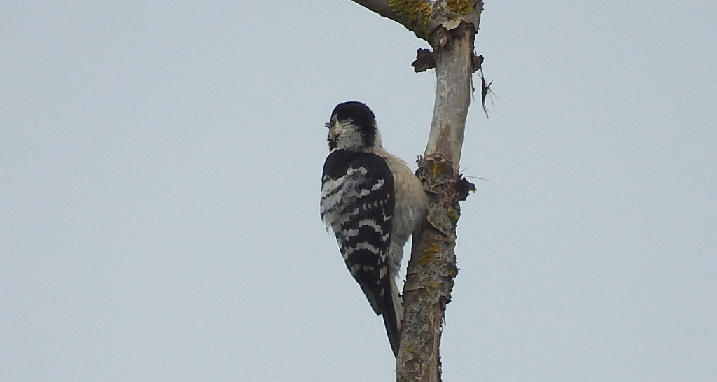 Dzięciołek, dzięcioł mały (Dendrocopos minor)