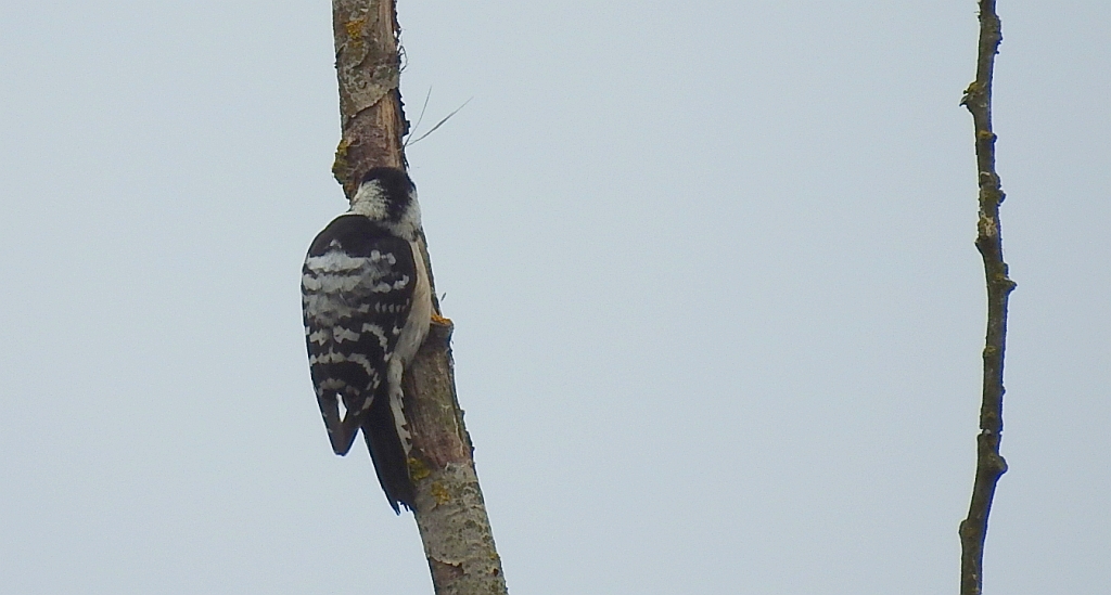 Dzięciołek, dzięcioł mały (Dendrocopos minor)