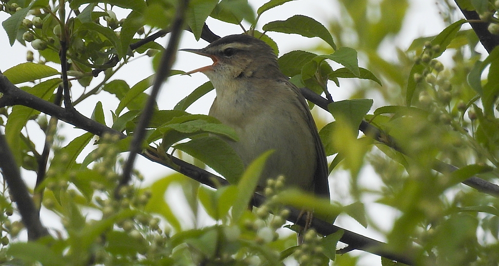 Łozówka (Acrocephalus palustris)