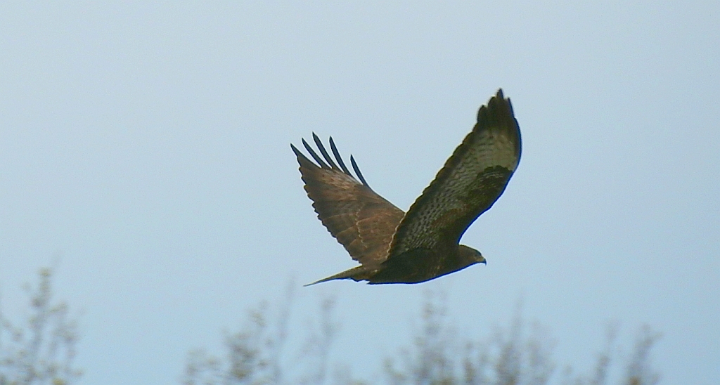 Myszołów zwyczajny, myszołów (Buteo buteo)