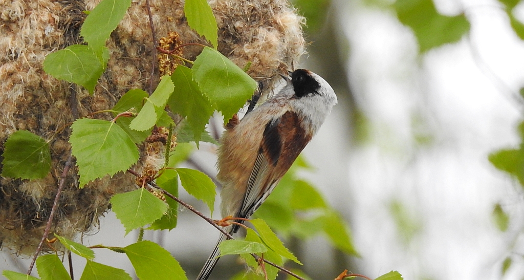 Remiz zwyczajny (Remiz pendulinus)