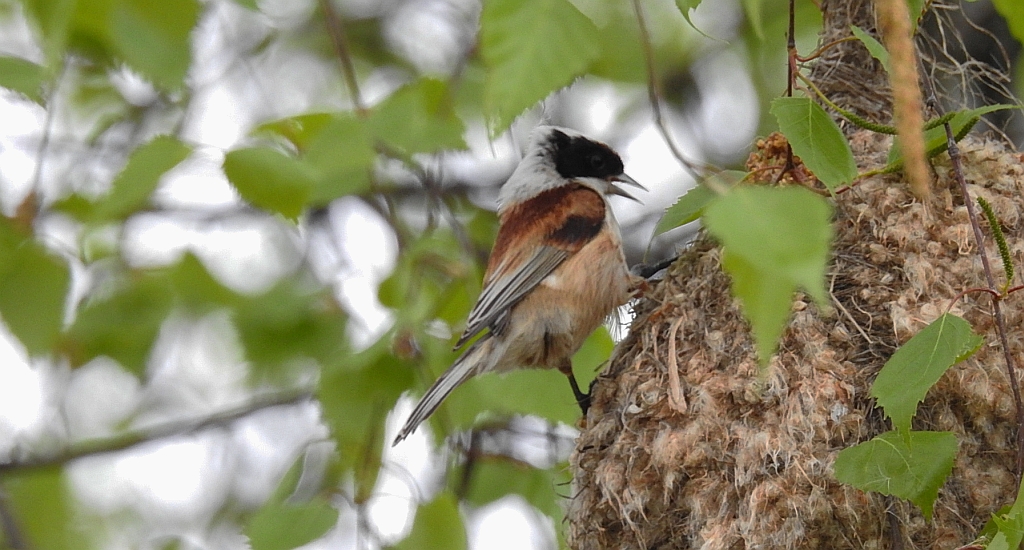 Remiz zwyczajny (Remiz pendulinus)