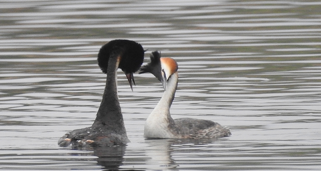 Perkoz dwuczuby (Podiceps cristatus)