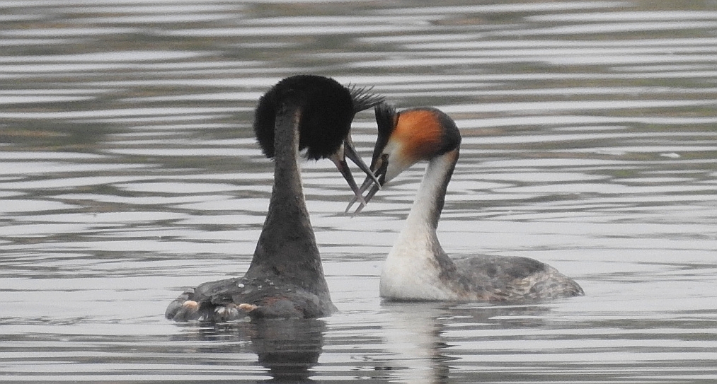 Perkoz dwuczuby (Podiceps cristatus)