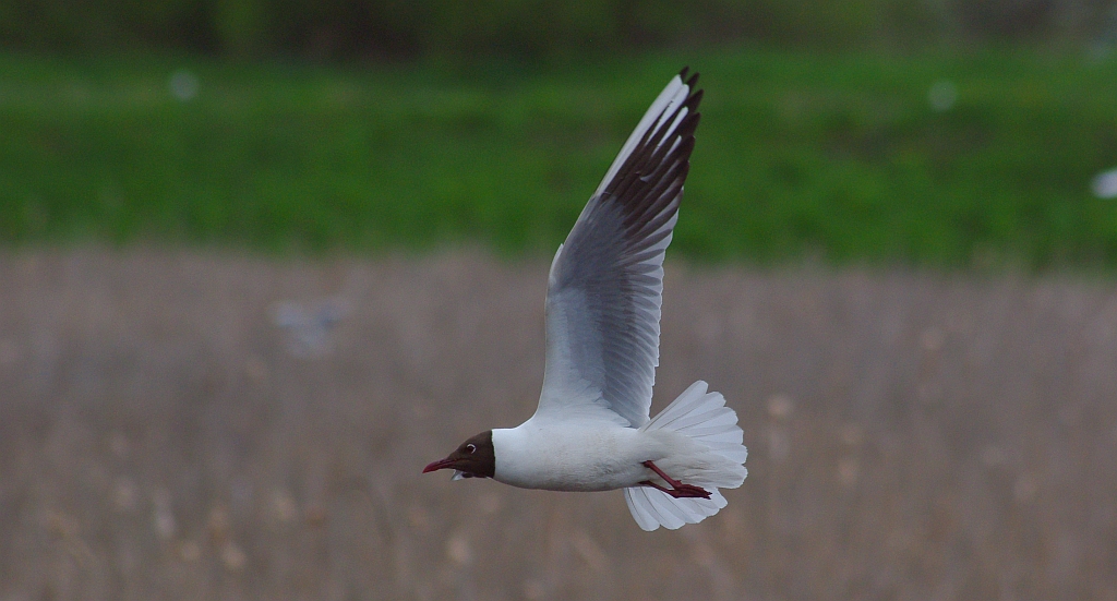 Mewa śmieszka, śmieszka (Chroicocephalus ridibundus)