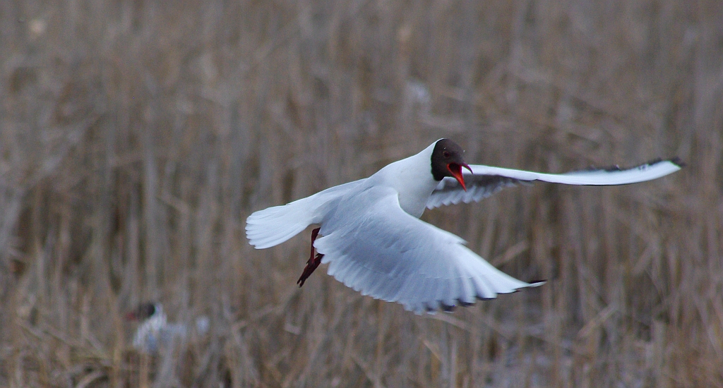 Mewa śmieszka, śmieszka (Chroicocephalus ridibundus)