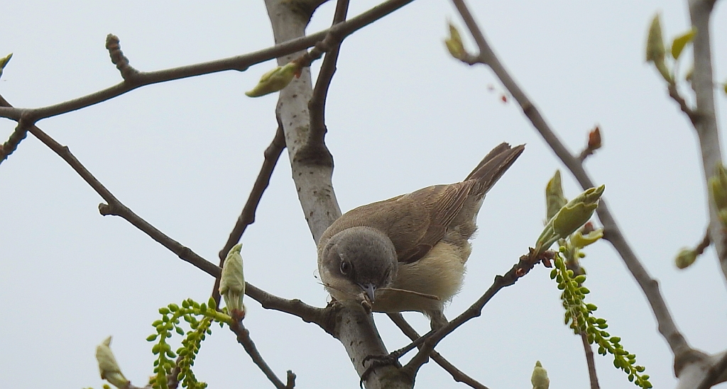 Piegża, piegża zwyczajna, gajówka piegża, pokrzewka piegża (Curruca curruca)
