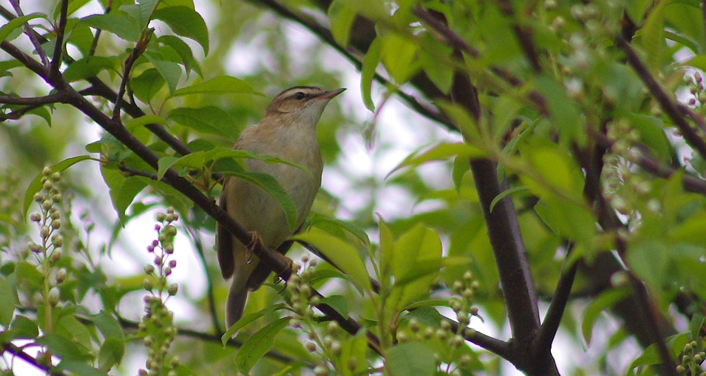 Łozówka (Acrocephalus palustris)