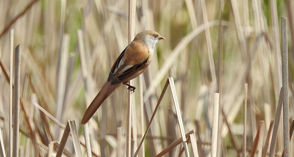 Wąsatka (Panurus biarmicus)