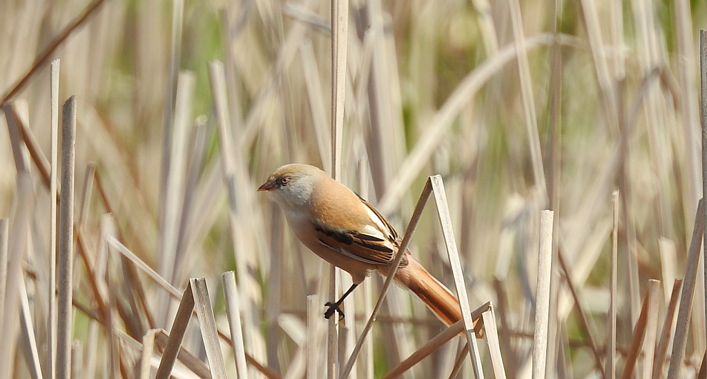 Wąsatka (Panurus biarmicus)