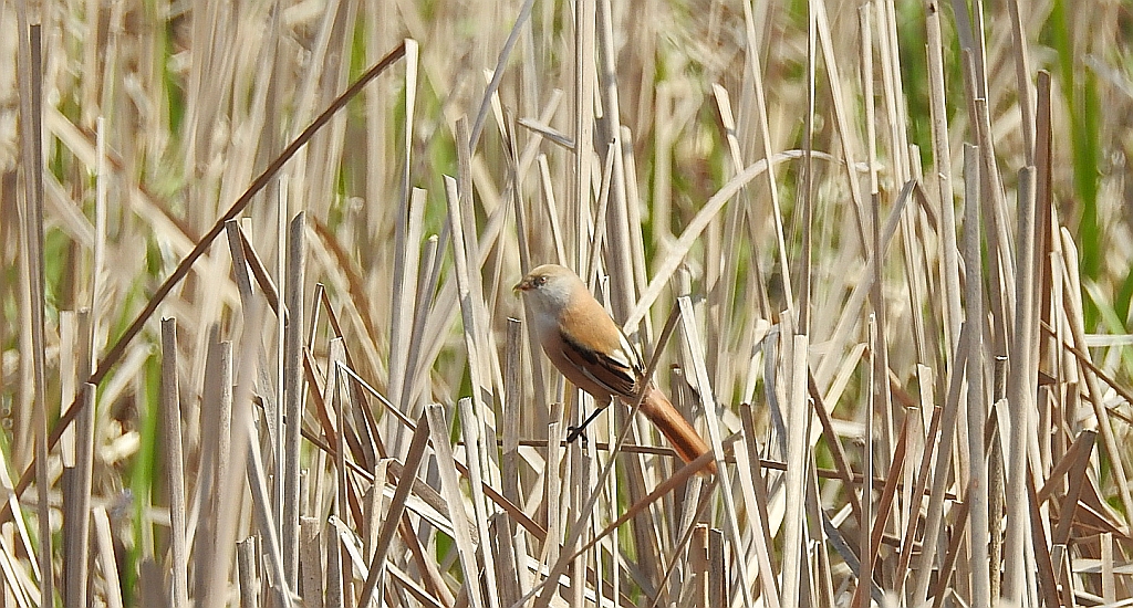 Wąsatka (Panurus biarmicus)