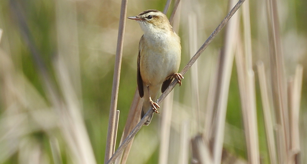 Rokitniczka (Acrocephalus schoenobaenus)