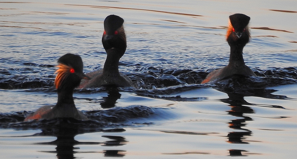 Perkoz zausznik, zausznik (Podiceps nigricollis)