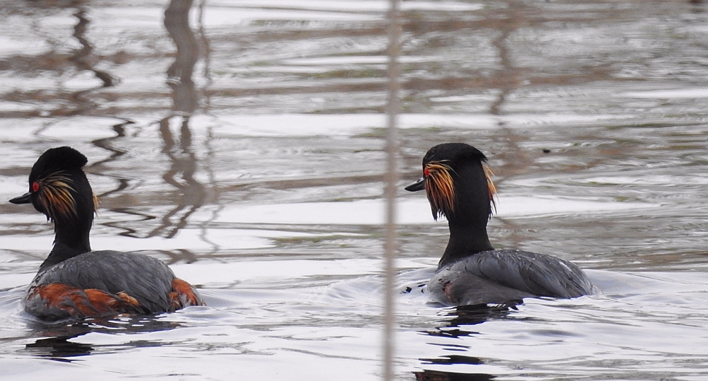Perkoz zausznik, zausznik (Podiceps nigricollis)