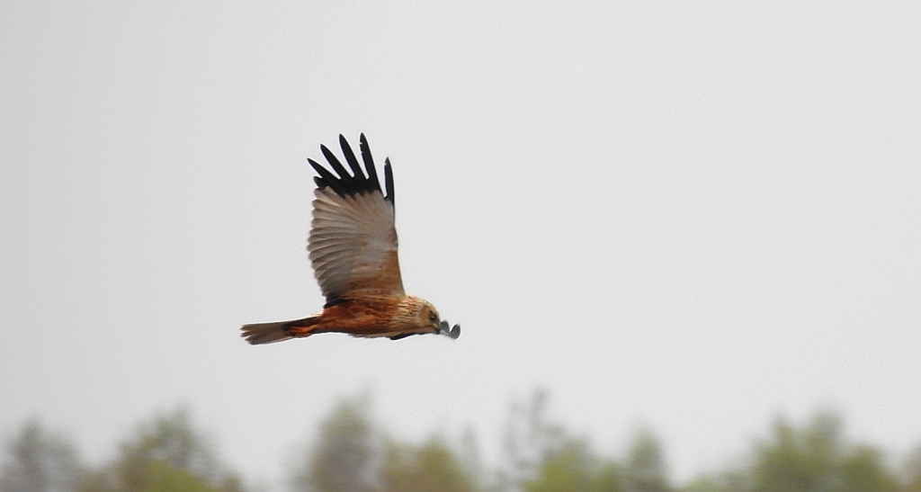 Błotniak stawowy (Circus aeruginosus)