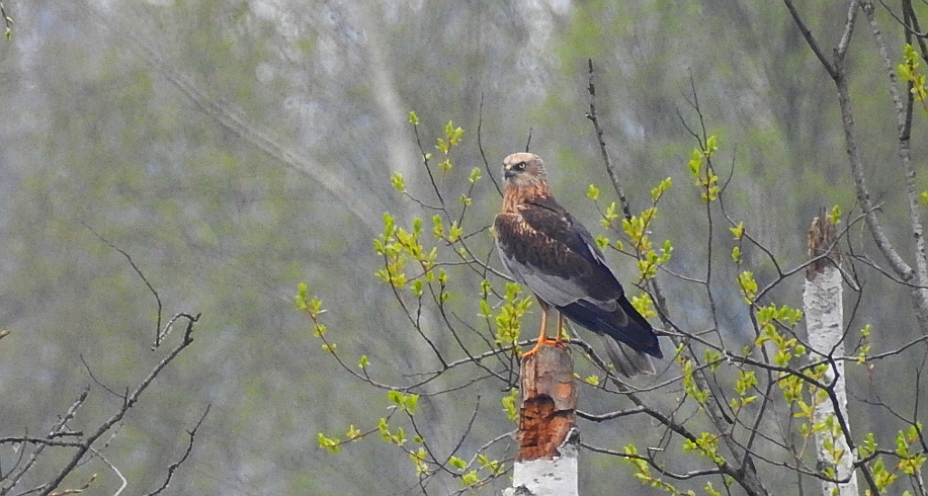 Błotniak stawowy (Circus aeruginosus)