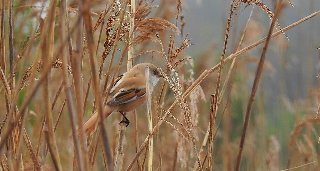 Wąsatka (Panurus biarmicus)