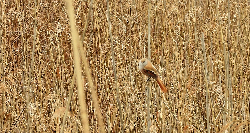 Wąsatka (Panurus biarmicus)