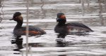 Perkoz zausznik, zausznik (Podiceps nigricollis)