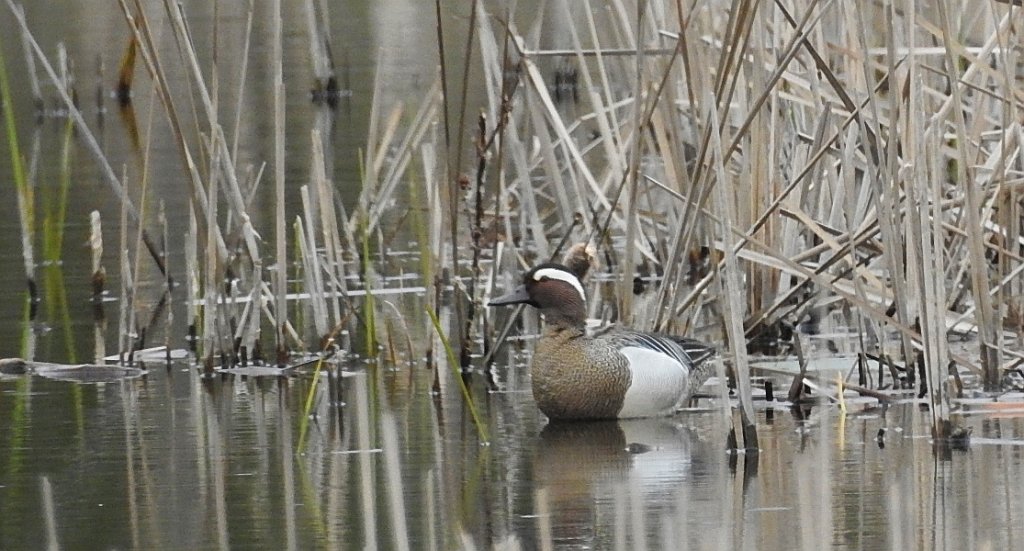 Cyranka zwyczajna, cyranka (Spatula querquedula)