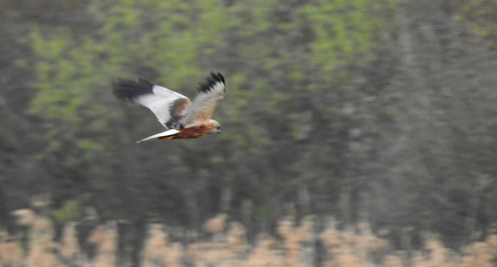 Błotniak stawowy (Circus aeruginosus)