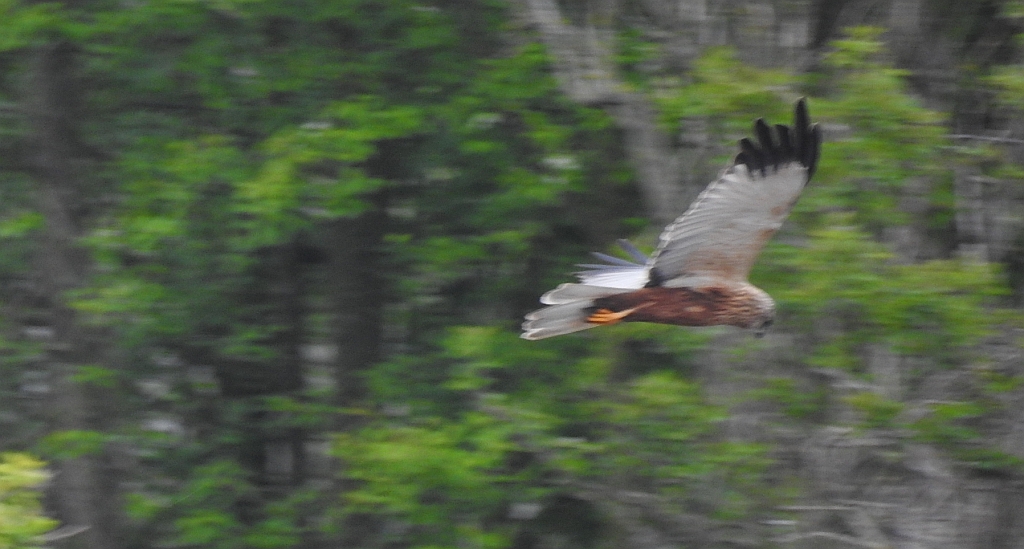Błotniak stawowy (Circus aeruginosus)