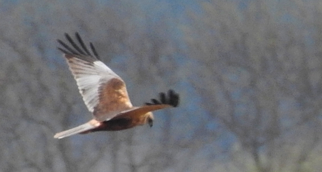 Błotniak stawowy (Circus aeruginosus)