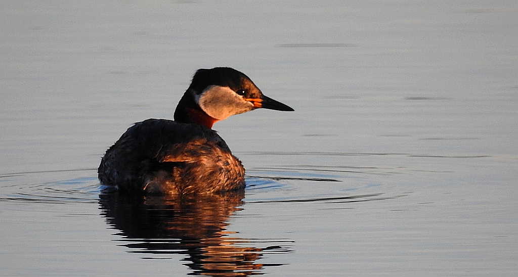 Perkoz rdzawoszyi (Podiceps grisegena)