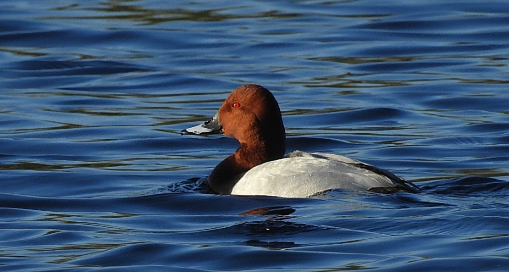 Głowienka zwyczajna, głowienka, kaczka rdzawogłowa, kaczka czerwonoszyja, kaczka kasztanowata (Aythya ferina)
