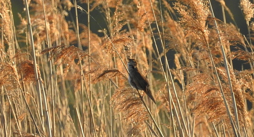 Brzęczka (Locustella luscinioides)
