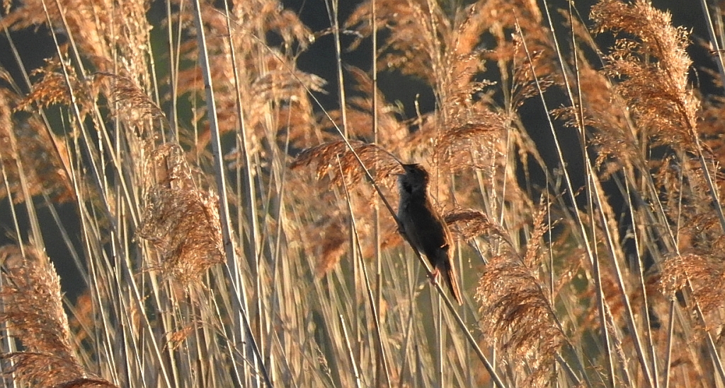 Brzęczka (Locustella luscinioides)