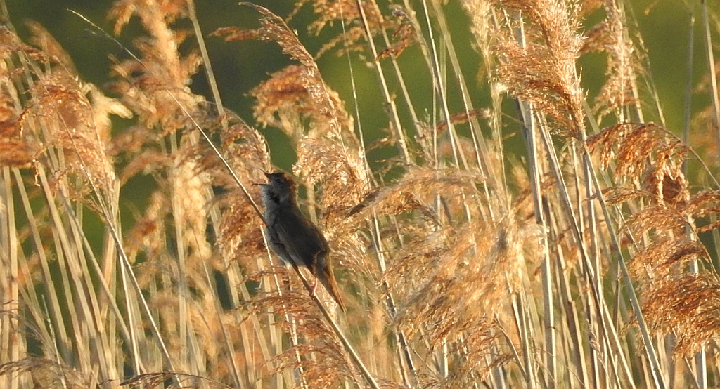 Brzęczka (Locustella luscinioides)