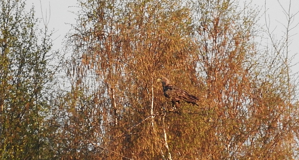 Bielik zwyczajny, bielik (Haliaeetus albicilla)