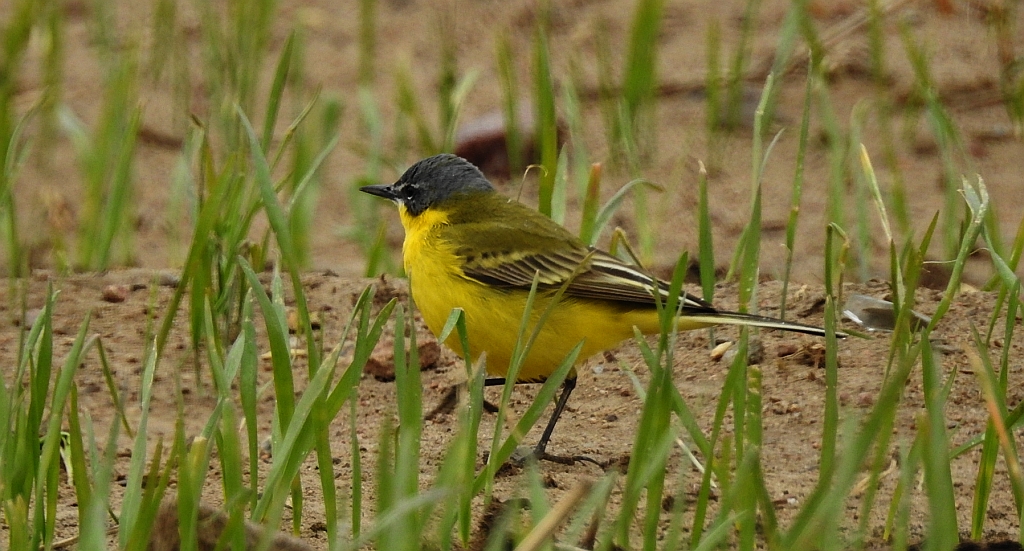 Pliszka żółta, wolarka (Motacilla flava)