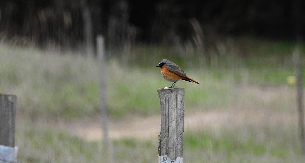 Pleszka zwyczajna, pleszka (Phoenicurus phoenicurus)