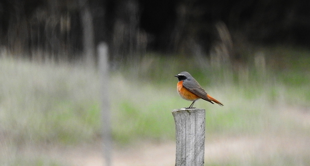 Pleszka zwyczajna, pleszka (Phoenicurus phoenicurus)
