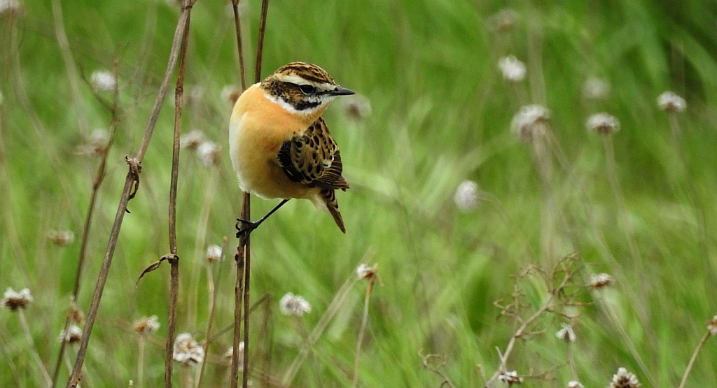 Pokląskwa (Saxicola rubetra)