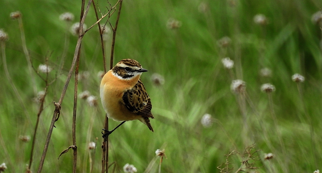 Pokląskwa (Saxicola rubetra)