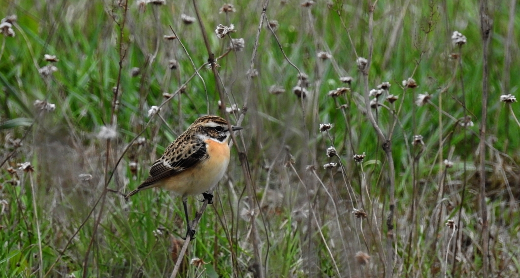Pokląskwa (Saxicola rubetra)