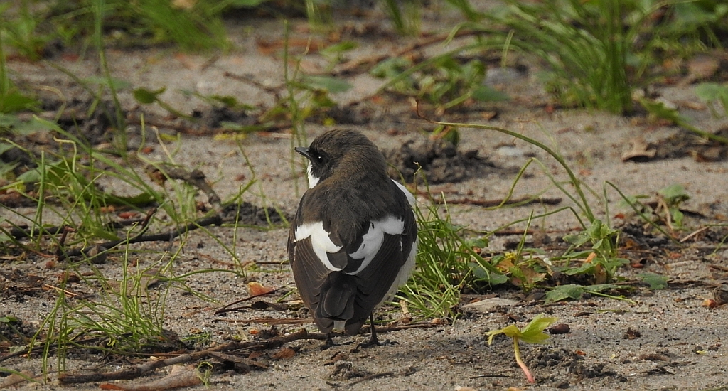 Muchołówka żałobna (Ficedula hypoleuca)